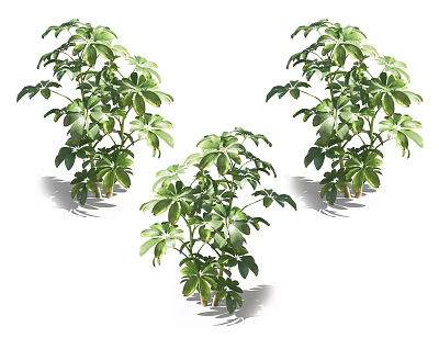 Three Potted Green Plants With Lush Leaves Isolated On White Background 3d model