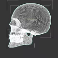 Human Skull Side View With Detailed Bone Structure And Visible Teeth 3d model