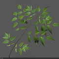 Natural Green Leaf With Multiple Leaflets On Light Blue Background And Shadow