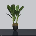 Bonsai Potted Plant with Large Green Leaves in Black Pot with Gold Rim