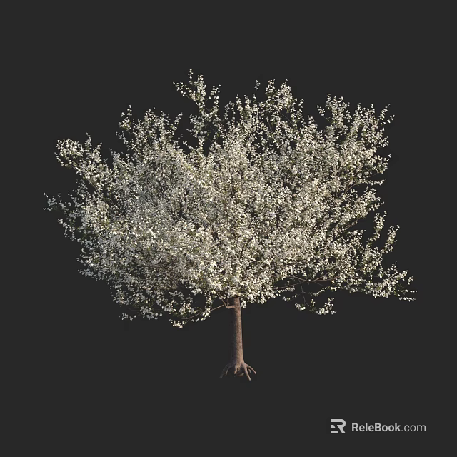 White Flowering Tree with Dense Branches and Blooms Against Dark Background 3d model