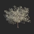 White Flowering Tree with Dense Branches and Blooms Against Dark Background 3d model