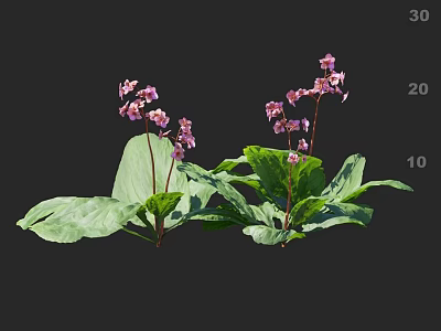 Elegant Decorative Vase With Lush Pink Flowers And Green Leaves For Home Decoration 3d model