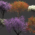 Vibrant Flowering Arbor Trees With Purple Red White And Pink Blooms