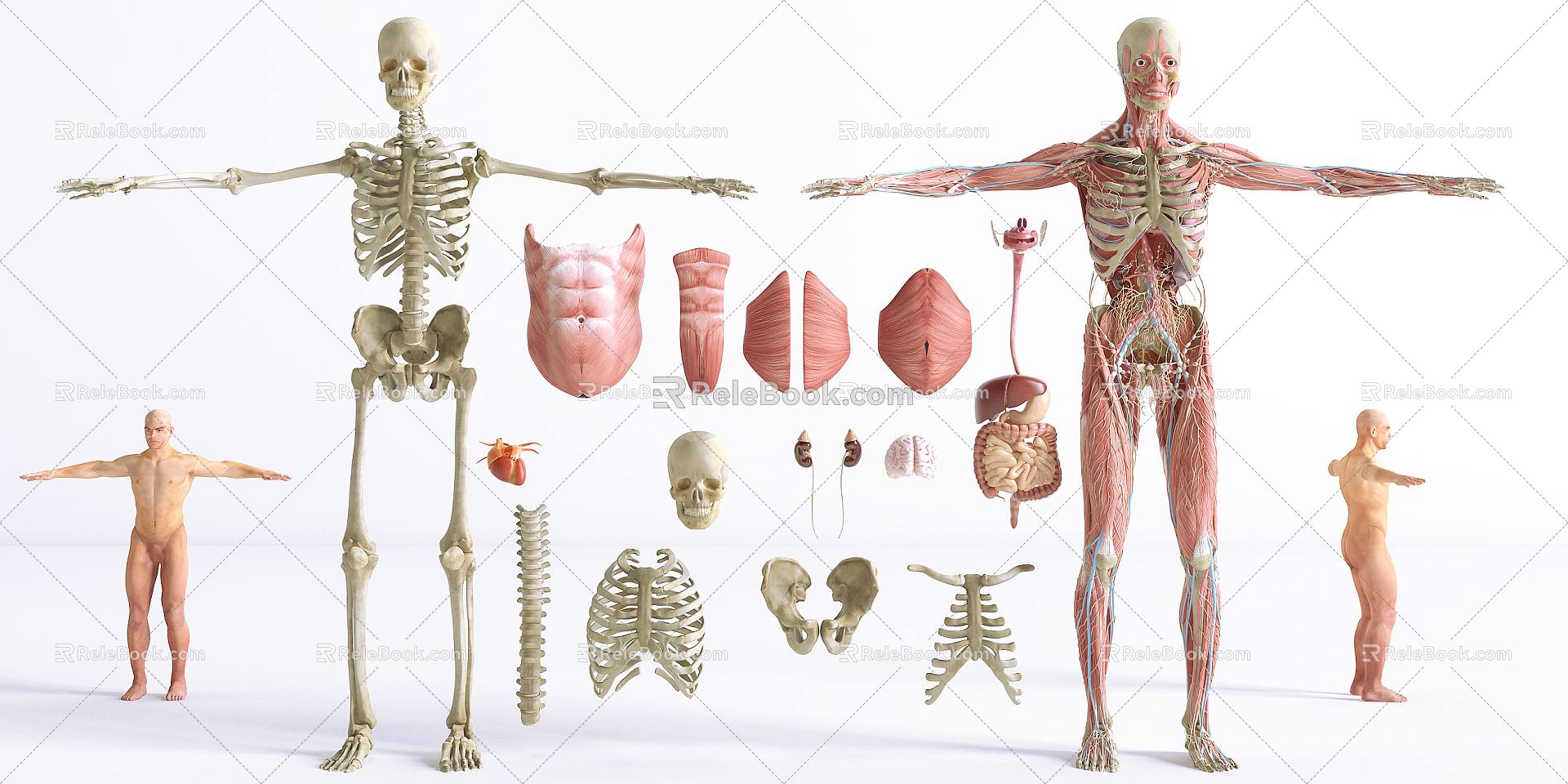 Modern Human Organs 3d model