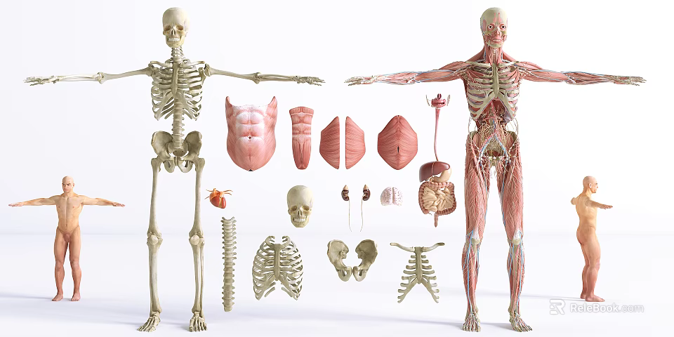 Medical Human Anatomy Teaching Models Featuring Skeleton Muscle And Organ Structures 3d model 