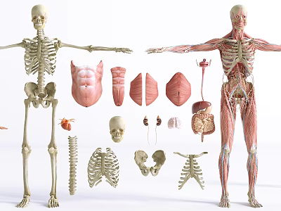 Modern Human Organs 3d model