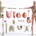 Modern Human Organs 3d model