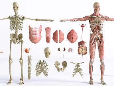 Medical Human Anatomy Teaching Models Featuring Skeleton Muscle And Organ Structures 3d model