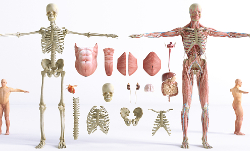 Modern Human Organs 3d model