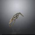 Detailed Whale Skeleton Showing Organ Structure Isolated on Dark Background