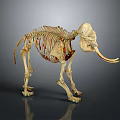 Elephant Skeleton with Long Tusks and Detailed Skeletal Structure in Museum