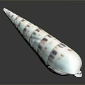 Long Pointed Aquatic Animal Conch Shell With White Purple Spots On Dark Reflective Surface