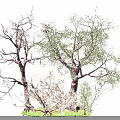 Various Trees Featuring Green Leaves Bare Branches and Trunk Details with Natural Ground Cover