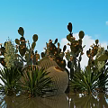 Green Cactus Plants with Prickly Leaves and Barrel Shape Against Blue Sky and Water Reflection