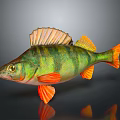 Vibrant Striped Aquatic Animal Fish With Green Body And Orange Fins Featuring Reflection