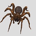 spider insect reptile crawling pet 3d model