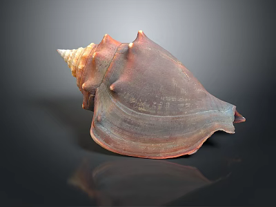 Brown Orange Marine Conch Shell with Spiral Shape Textured Surface and Dark Background Reflection 3d model