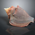 Brown Orange Marine Conch Shell with Spiral Shape Textured Surface and Dark Background Reflection 3d model