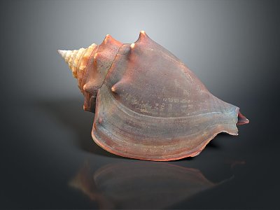 conch bone snail field snail shellfish marine animal fish freshwater fish marine fish animal 3d model