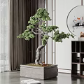Pine Bonsai Plant In Square Pot With Traditional Screen And Round Wall Art