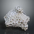 Coral Polyps Calcareous Structure Featuring Honeycomb Holes And Natural White Form