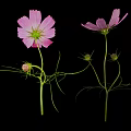 Pink Cosmos Flowers With Feathery Leaves Stems And Buds On Black Background