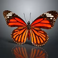 Orange and Black Butterfly with White Spots on Wings and Reflection on Gray Background