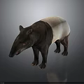 3D Rendered Tapir With Black And White Coat Long Snout On Reflective Isolated Background