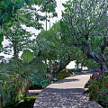 Park Landscape With Lush Greenery Nova Resort Stone Sign Stone Path Tall Trees And Ferns