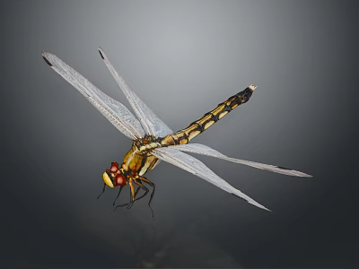 Dragonfly With Transparent Wings Red Eyes And Yellow Black Body On Dark Background 3d model