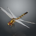 Dragonfly With Transparent Wings Red Eyes And Yellow Black Body On Dark Background 3d model
