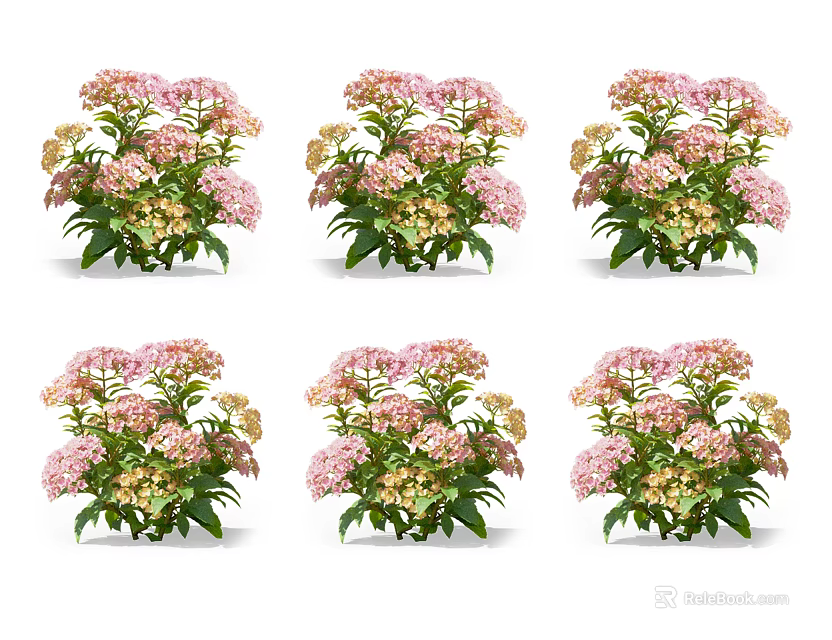 Beautiful Fresh Pink And White Hydrangeas Arranged In Six Groups With Green Leaves 3d model 