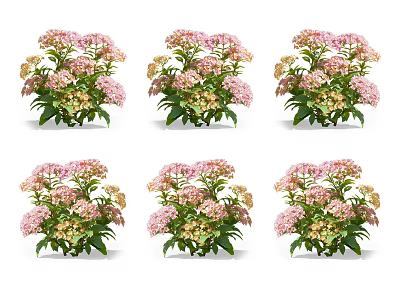 Beautiful Fresh Pink And White Hydrangeas Arranged In Six Groups With Green Leaves 3d model