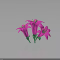 Three Purple Flowers With Purple Petals Yellow Stamens Green Stems And Leaves