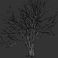 Leafless Arbor Tree With Thick Trunk And Spreading Branches On Gray Background