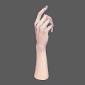 Detailed Human Arms and Hands with Fingers Pointing Up in Neutral Gray Background Anatomical Model