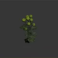Green Chrysanthemum Branches With Yellow Flowers And Green Leaves On Gray Background