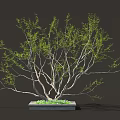 Lush Green Tree With Multiple Branches Square Base And Human Figure 3d model
