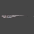 Fresh Long Bodied Fish With Pointed Nose As Seafood Cooking Ingredient