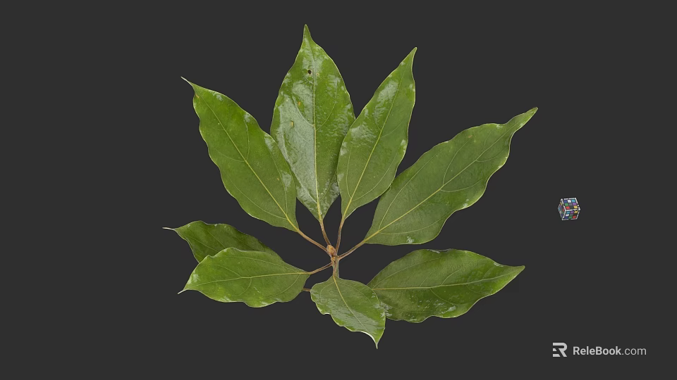 Botanical Illustration Featuring Green Leaves With Detailed Veins On Dark Background 3d model 