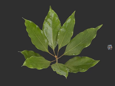 Botanical Illustration Featuring Green Leaves With Detailed Veins On Dark Background 3d model