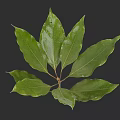 Botanical Illustration Featuring Green Leaves With Detailed Veins On Dark Background