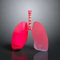 Human Lungs 3D Model with Red Color and Trachea Anatomical Structure 3d model