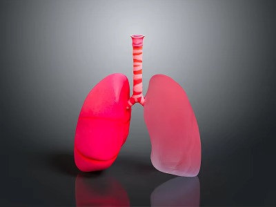 Human Lungs 3D Model with Red Color and Trachea Anatomical Structure 3d model