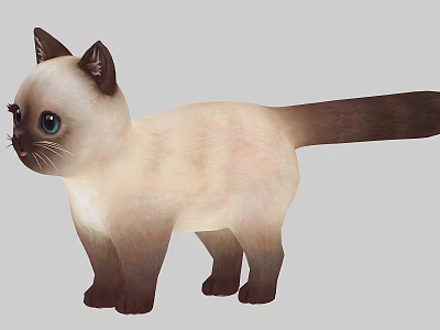 Siamese Cat with Blue Eyes Light Body Dark Ears Tail Legs Standing on Gray Background 3d model