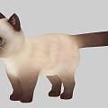 Siamese Cat with Blue Eyes Light Body Dark Ears Tail Legs Standing on Gray Background