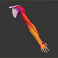 Detailed Colored 3D Illustration of Human Arm Muscles Anatomical Structure