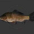 Brown Freshwater Fish With Scaly Texture On Dark Reflective Background
