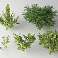 Various Green Leafy Shrubs With Different Shapes And Foliage Types 3d model